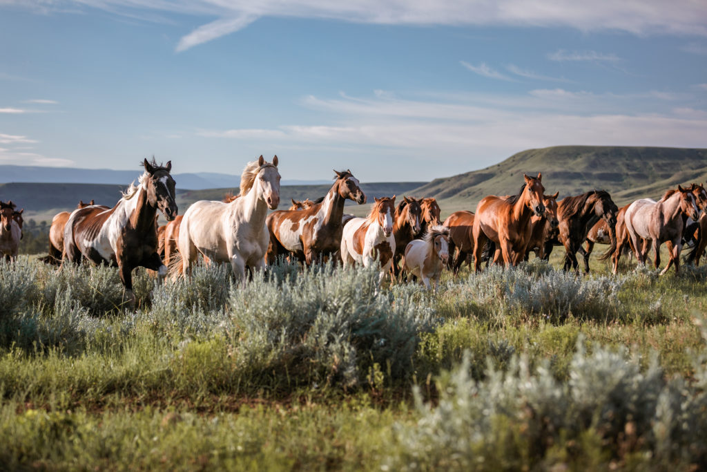 A galloping horse herd in Montana.