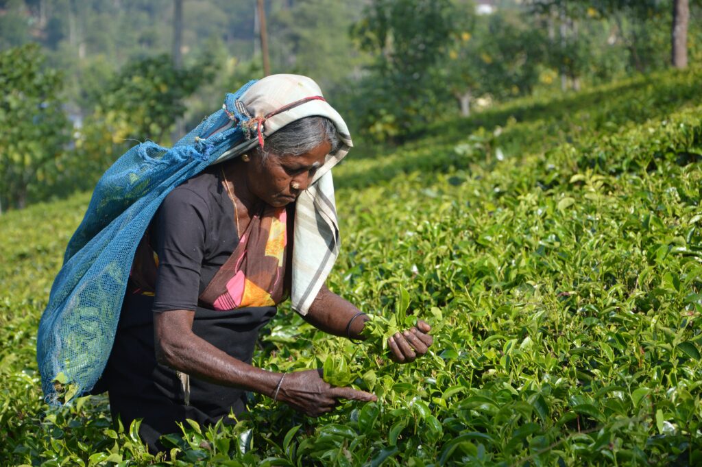 Woman working in a tea field in Sri Lanka