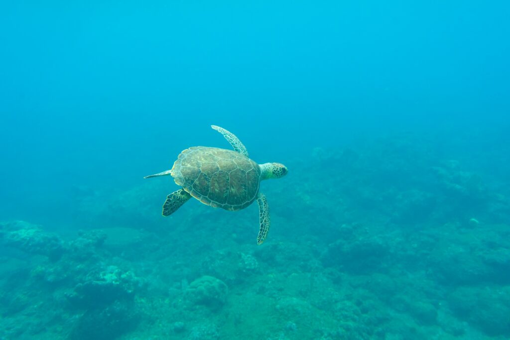 dream travel swimming with turtles